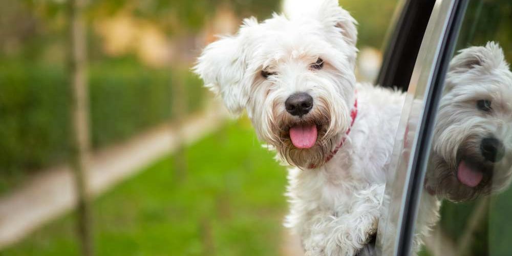 Frases de bom dia cachorro feliz