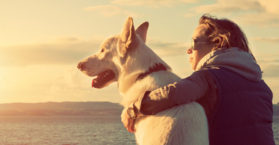 Legenda para foto com cachorro: 60 ideias para celebrar o melhor amigo do homem