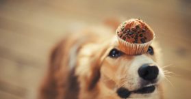 45 frases de cachorro para compartilhar o amor pelo seu mascote