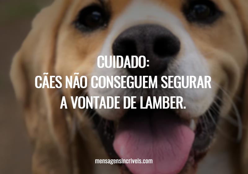 Cuidado: Cães não conseguem segurar a vontade de lamber.